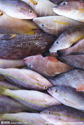 水產(chǎn)品 餐飲美食中的瑰寶，水產(chǎn)魚攝影圖賞