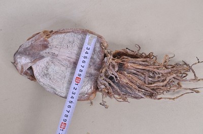 湘潭周記南雜批發部 優質朝鮮魷魚干，海鮮特產優選